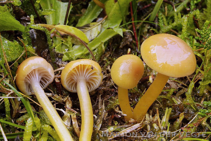 Slijmwasplaat - Hygrocybe laeta